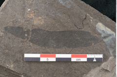 Foto (Detailansicht) von Eucalyptus oceanica Unger (NHMW-GEO-2024-0188-8031)
